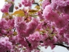 緋桜