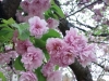 数珠掛桜