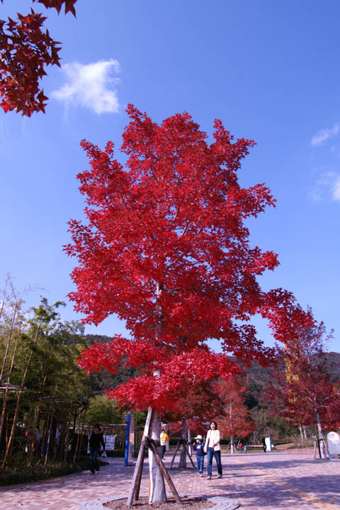 あすたむらんど徳島の紅葉