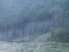 朝靄と木立